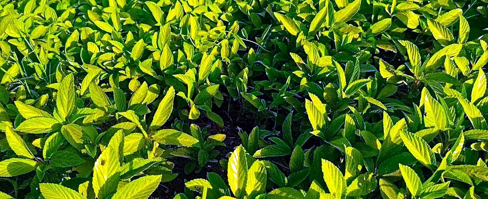 Sunlit mint beds