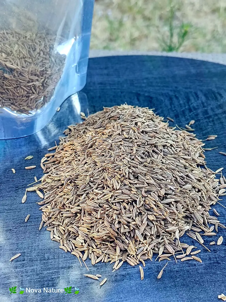 Cumin seeds — Nova Nature partner farm
