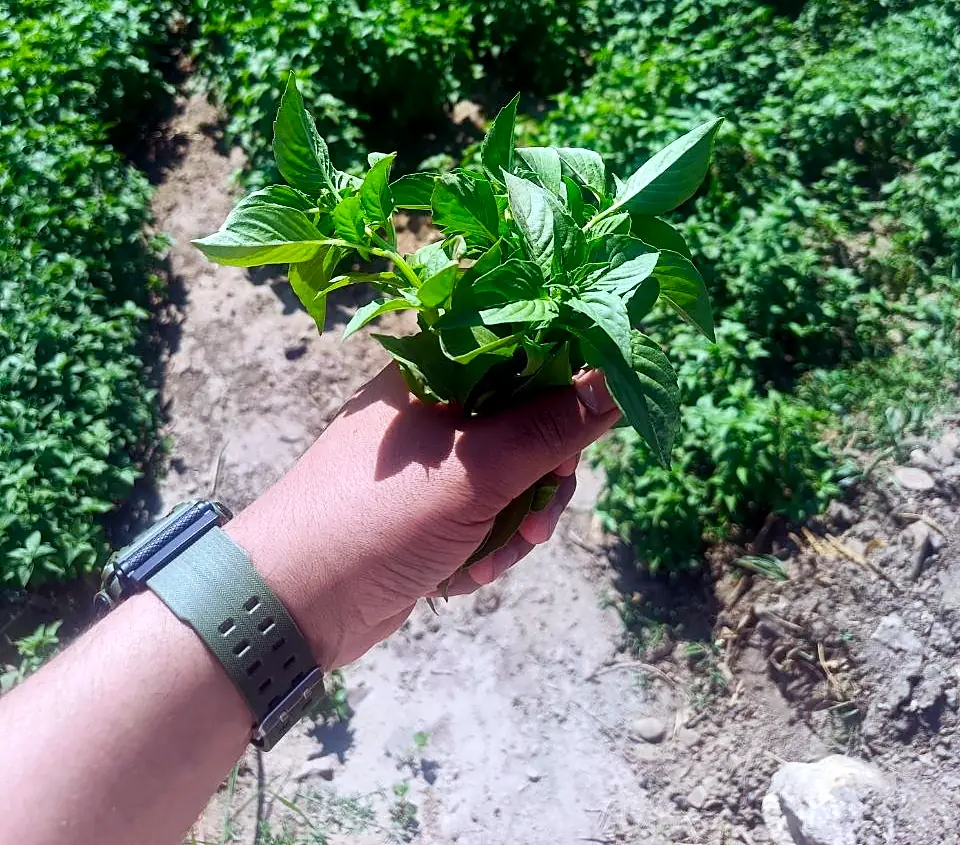 Fresh mint in hand