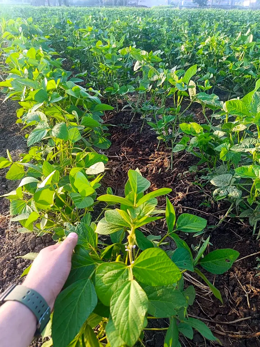 Walking the crop rows