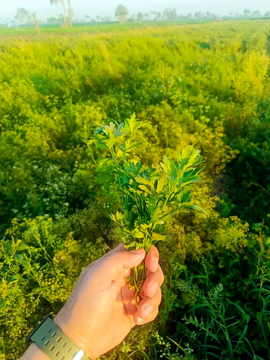 Morning inspection in the field