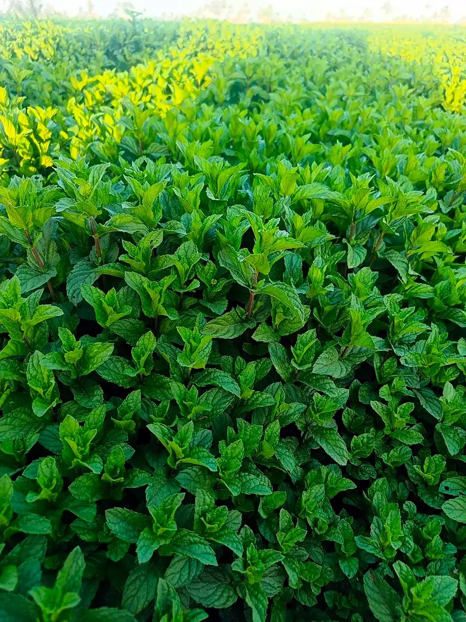 Leafy crops in the field