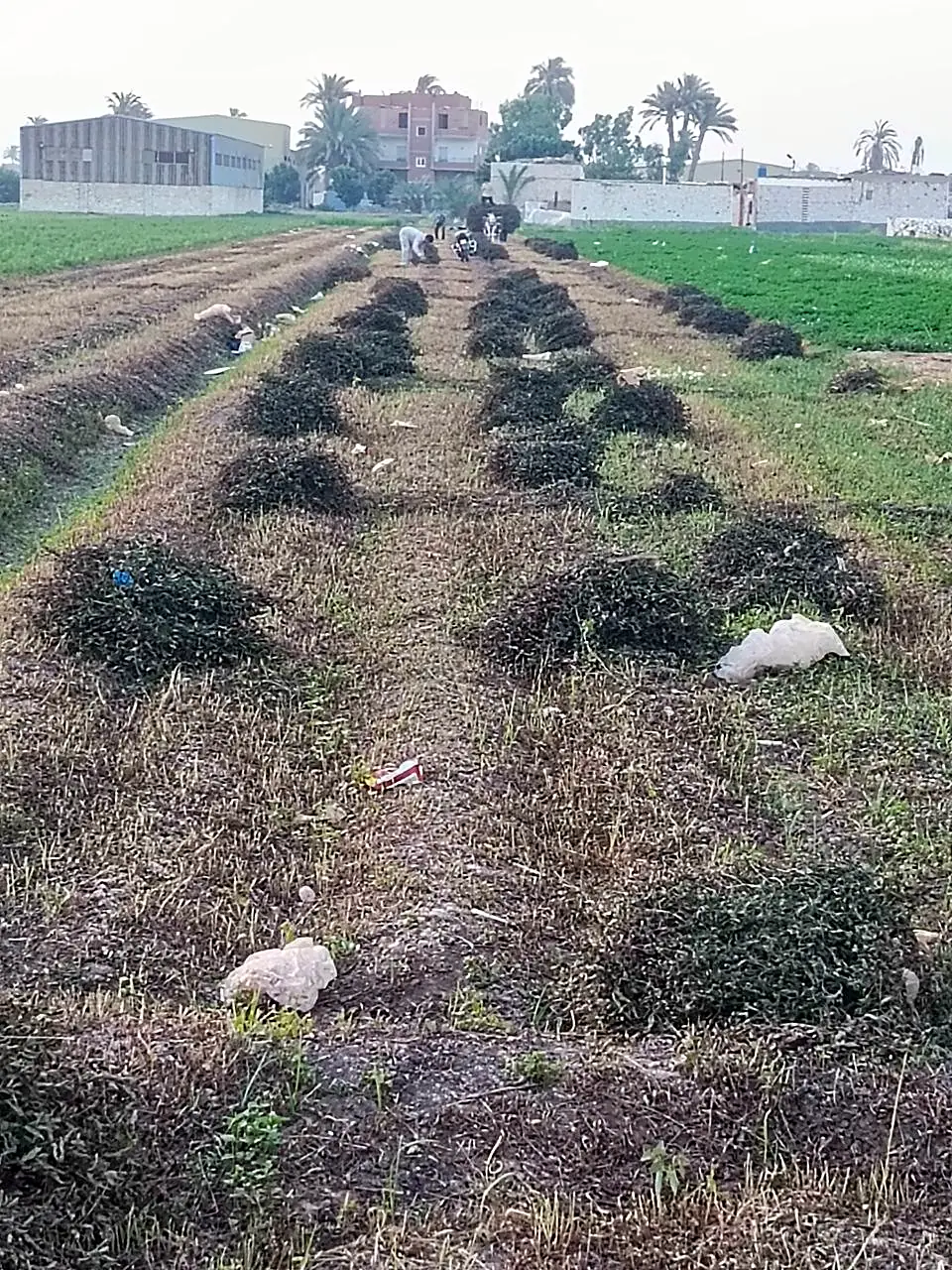 Crop rows at a Nova Nature partner farm in the Nile Delta