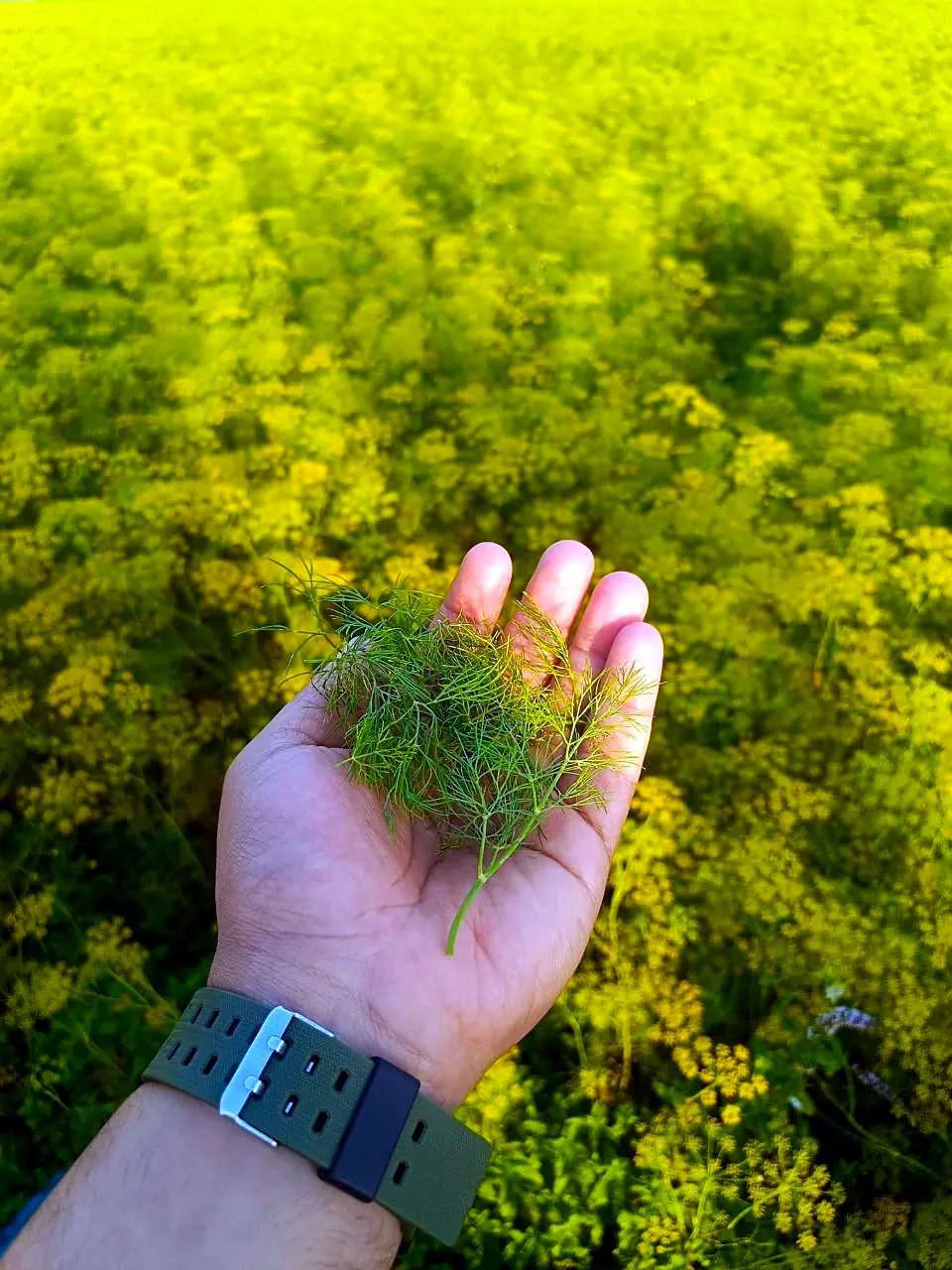 Harvest in hand at a partner farm