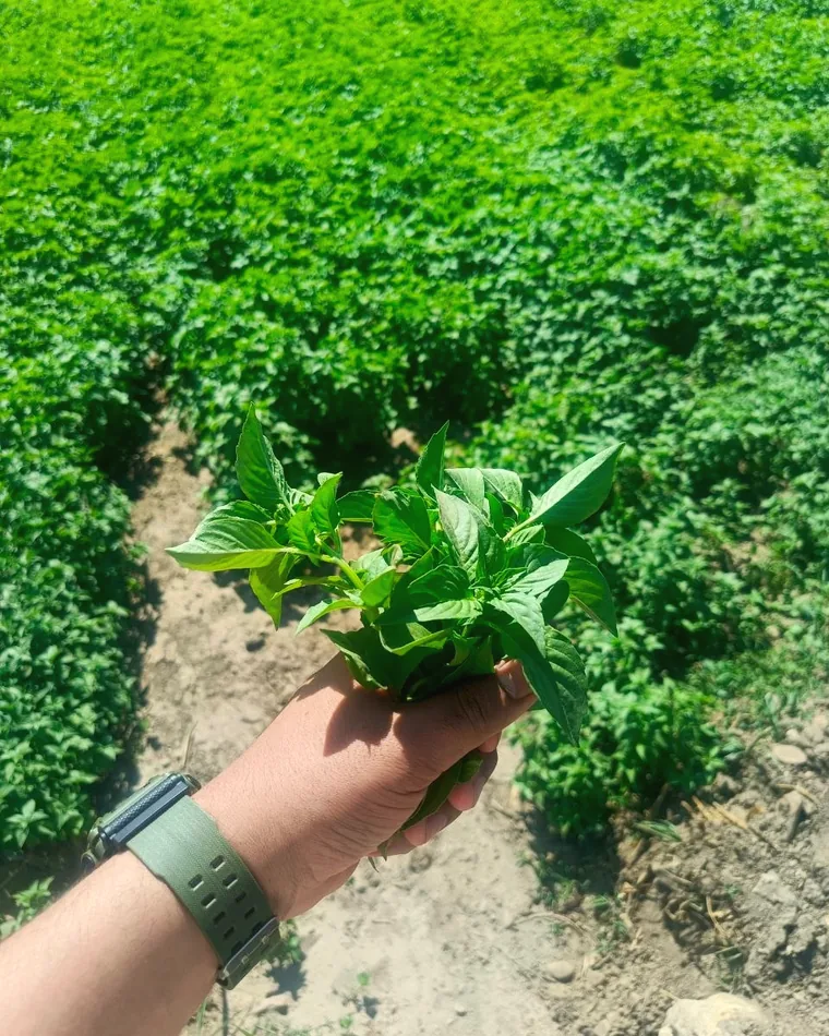Basil in the field