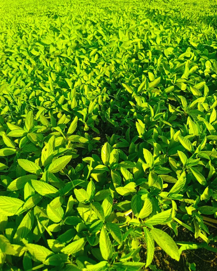 Egyptian crop field