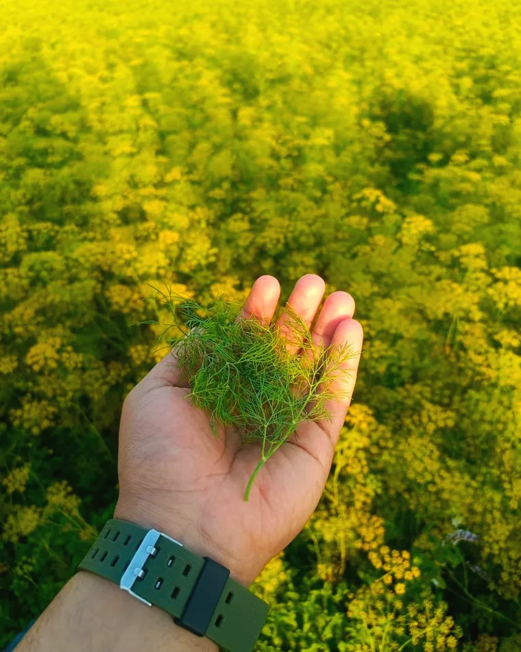 Fennel field at harvest