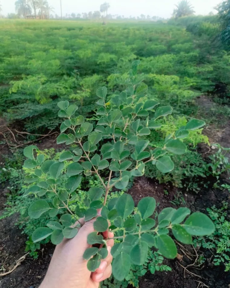 Moringa in the field