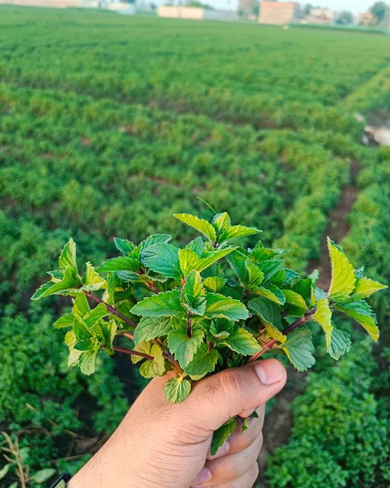 Walking the crop rows