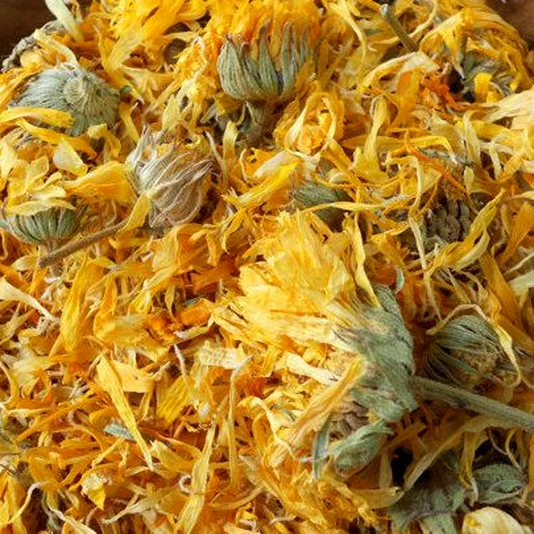 Calendula
