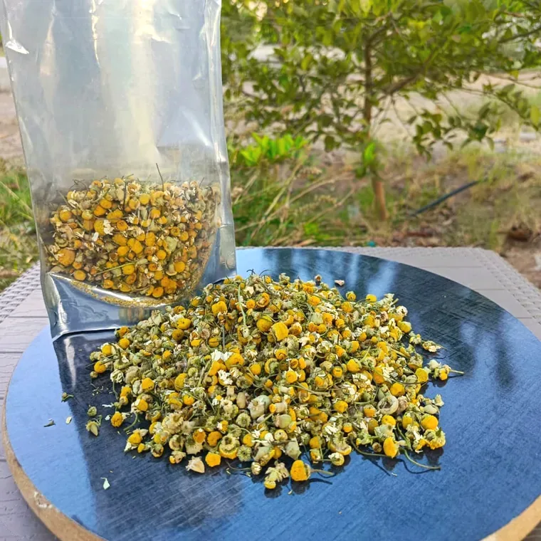 Chamomile