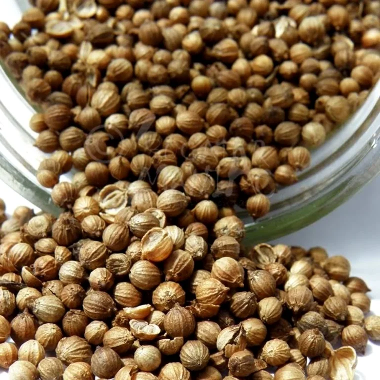 Coriander