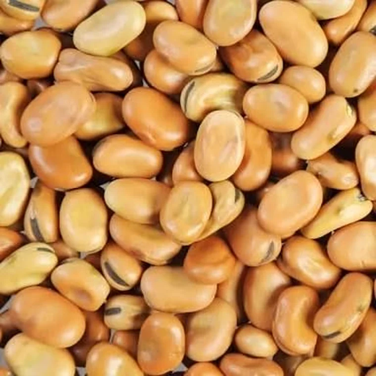 Fava Beans