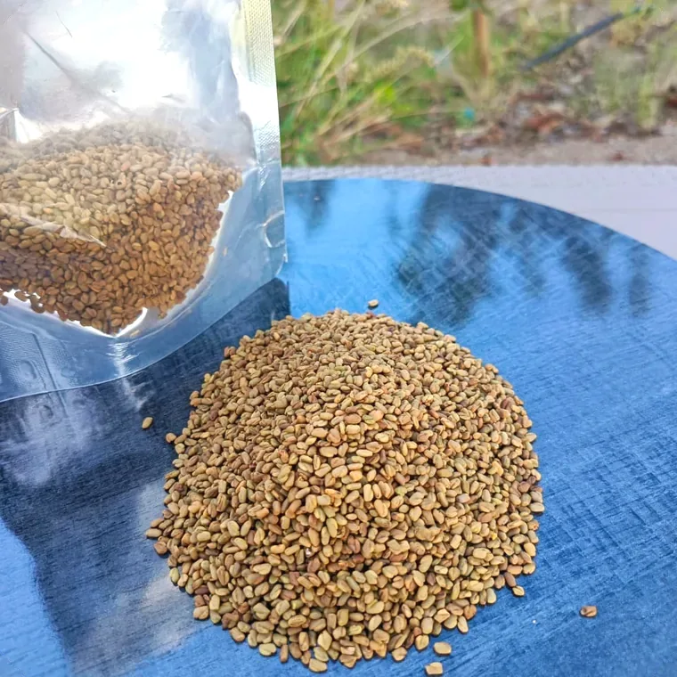 Fenugreek