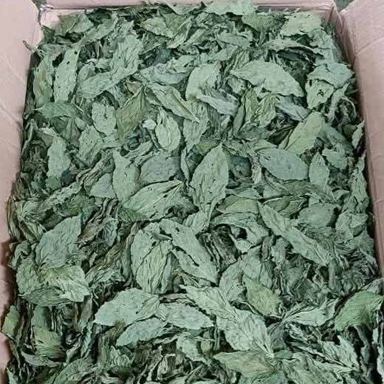 Molokhia