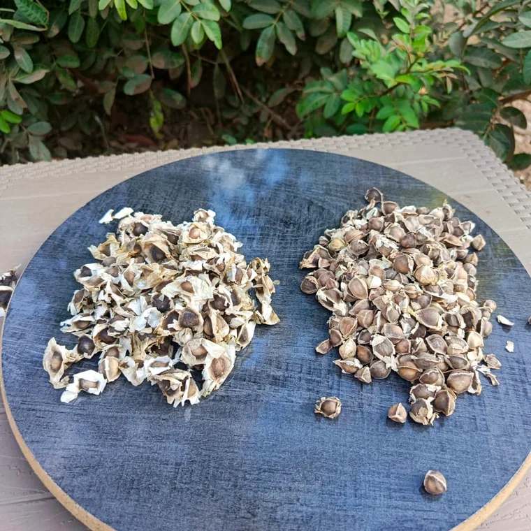 Moringa Seeds