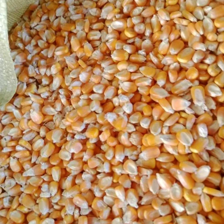 Yellow Corn